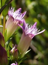 Hořeček nahořklý (Gentianella amarella)