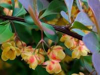 Dřišťál Thunbergův (Berberis thunbergii)