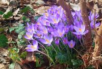 Šafrán Tommasiniho (Crocus tommasinianus)