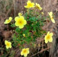 Mochnovec křovitý (Dasiphora fruticosa)