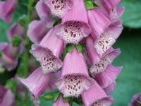 Náprstník červený (Digitalis purpurea)
