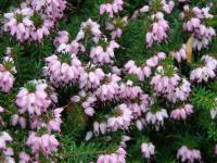 Vřesovec pleťový (Erica carnea)