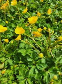Pryskyřník plazivý (Ranunculus repens)