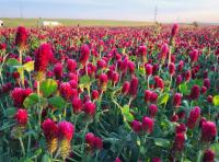 Jetel inkarnát (Trifolium incarnatum)