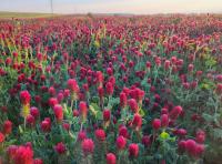Jetel inkarnát (Trifolium incarnatum)