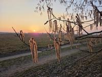 Topol osika (Populus tremula)