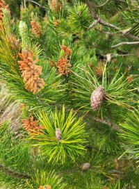 Borovice pokroucená (Pinus contorta)