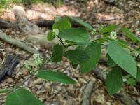 Zimolez obecný (Lonicera xylosteum)