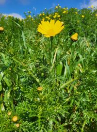Zlateň věncová (Glebionis coronaria)