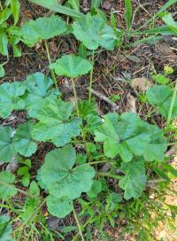 Proskurník chlupatý (Althaea hirsuta)