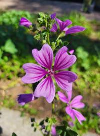 Proskurník chlupatý (Althaea hirsuta)