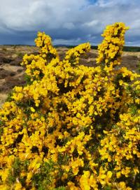 Hlodáš evropský (Ulex europaeus)
