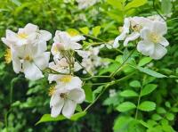 Růže mnohokvětá (Rosa multiflora)