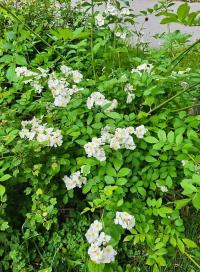 Růže mnohokvětá (Rosa multiflora)