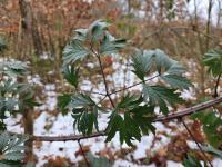Ostružiník dřípený (Rubus laciniatus)