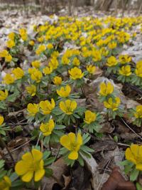 Talovín zimní (Eranthis hyemalis)
