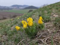 Hlaváček jarní (Adonis vernalis)