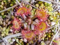 Rosnatka okrouhlolistá (Drosera rotundifolia)