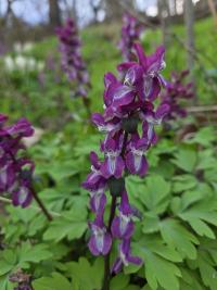 Dymnivka dutá (Corydalis cava)