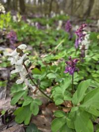 Dymnivka dutá (Corydalis cava)