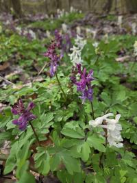 Dymnivka dutá (Corydalis cava)