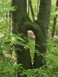 Buk lesní (Fagus sylvatica)