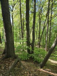 Buk lesní (Fagus sylvatica)