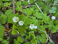 Šťavel kyselý (Oxalis acetosella)