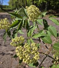 Bez červený (Sambucus racemosa)