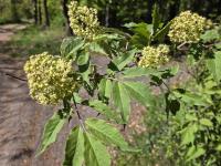 Bez červený (Sambucus racemosa)