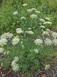 Mrkev obecná (Daucus carota)