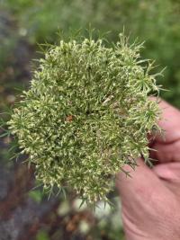 Mrkev obecná (Daucus carota)