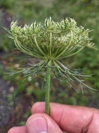 Mrkev obecná (Daucus carota)