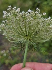 Mrkev obecná (Daucus carota)