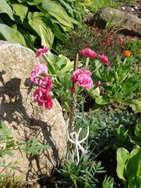 Karafiát zahradní (Dianthus caryophyllus)